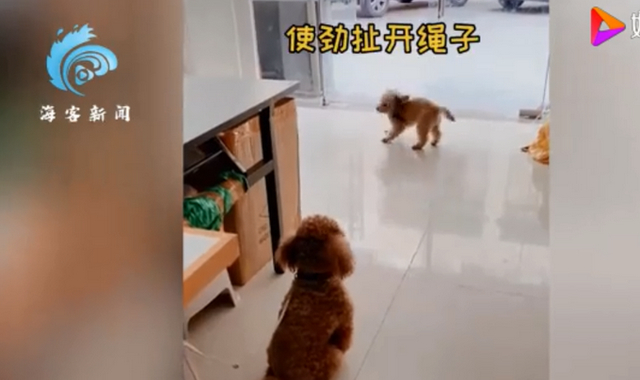 成精了！狗子连喊带比划叫小伙伴出去玩 我竟看懂了