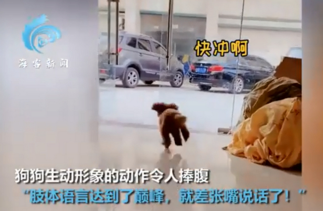 成精了！狗子连喊带比划叫小伙伴出去玩 我竟看懂了