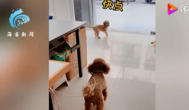 成精了！狗子连喊带比划叫小伙伴出去玩 我竟看懂了