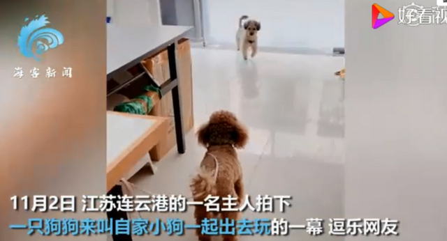 成精了！狗子连喊带比划叫小伙伴出去玩 我竟看懂了