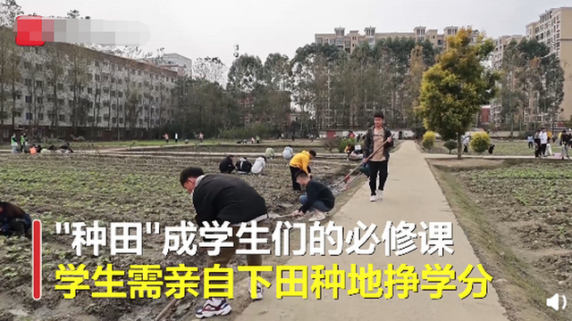 农场搬到校园！四川一高校将种田纳入必修课，学生需亲自下田挣学分