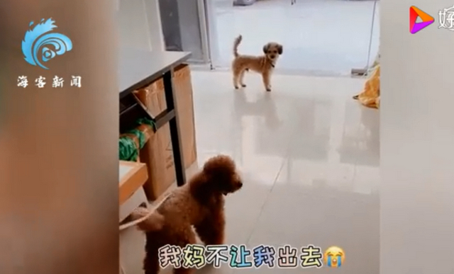 成精了！狗子连喊带比划叫小伙伴出去玩 我竟看懂了