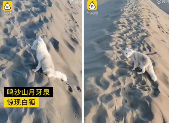 可可爱爱！月牙泉景区来了一只小白狐，通体雪白