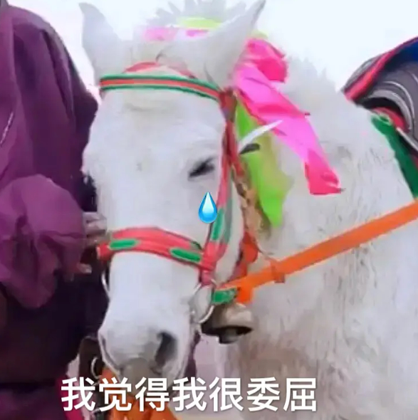 Battle!四川日报让丁真玩够早点回家 各省“大混斗”