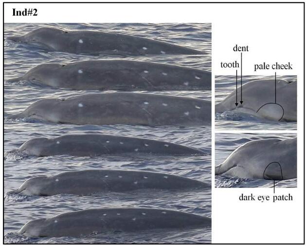 长这样！中国研究团队在南海首次发现神秘喙鲸