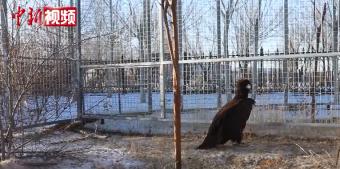 秃鹫太冷了到牧民家求救，网友：救救孩子吧！