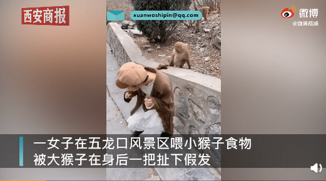 女孩景区喂猴被扯掉假发 网友：我被吓了一跳