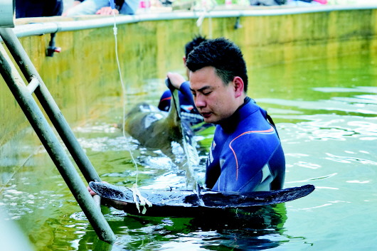 一场接力“鲸”险大救援 浙江12头“迷路”瓜头鲸生死营救始末