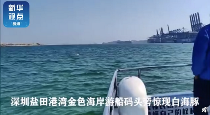 水质变好啦！深圳海湾出现白海豚 这一幕太难得