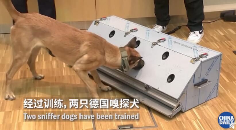 德国称两只嗅探犬能识别新冠患者 准确率高达94% 德国称两只嗅探犬能识别新冠患者 准确率高达94%