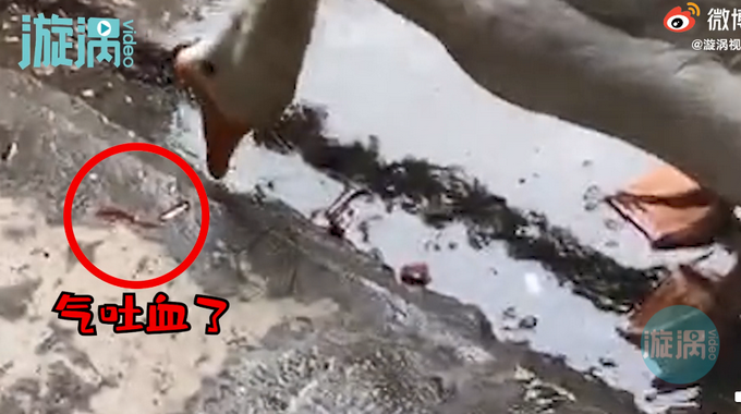 一个残忍的玩笑！大白鹅听主人说要杀它被气吐血 动物真的有灵性？