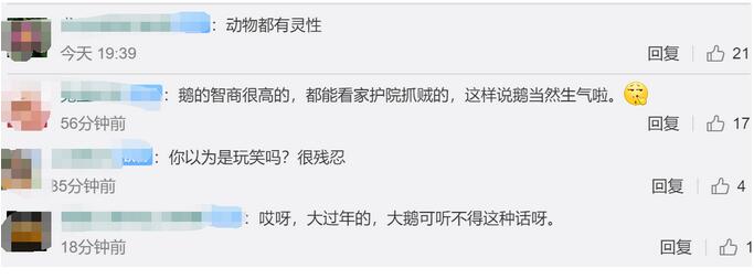 一个残忍的玩笑！大白鹅听主人说要杀它被气吐血 动物真的有灵性？