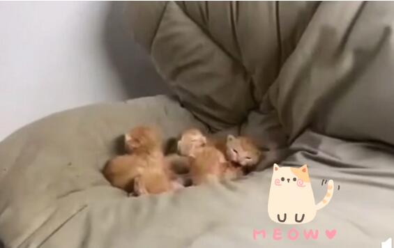 萌萌哒！学生返校发现被窝多了一群小奶猫 被眼前的景象惊呆了