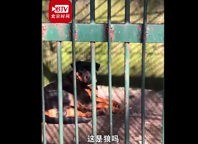 这也太敷衍了！湖北一动物园以狗充狼，园方回应：狼已老死，狗无处可放