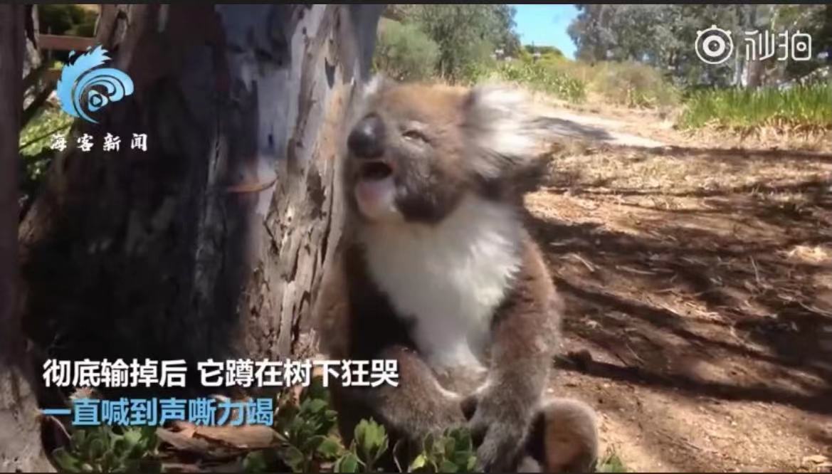 可怜又无助!考拉打架打输哭到声音沙哑