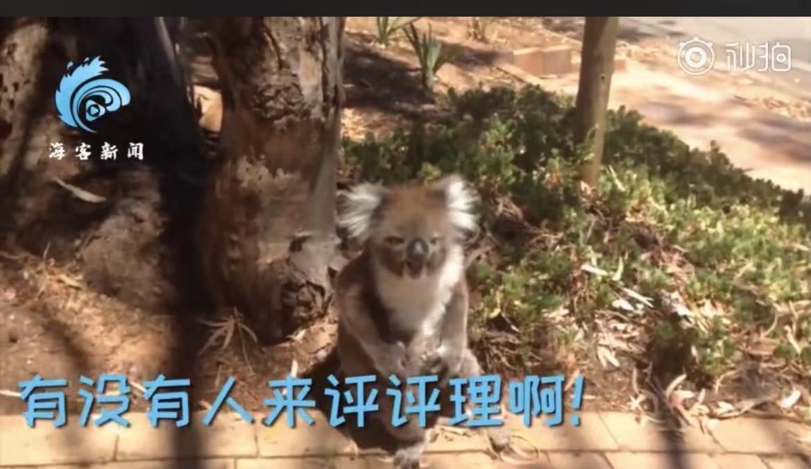 可怜又无助!考拉打架打输哭到声音沙哑