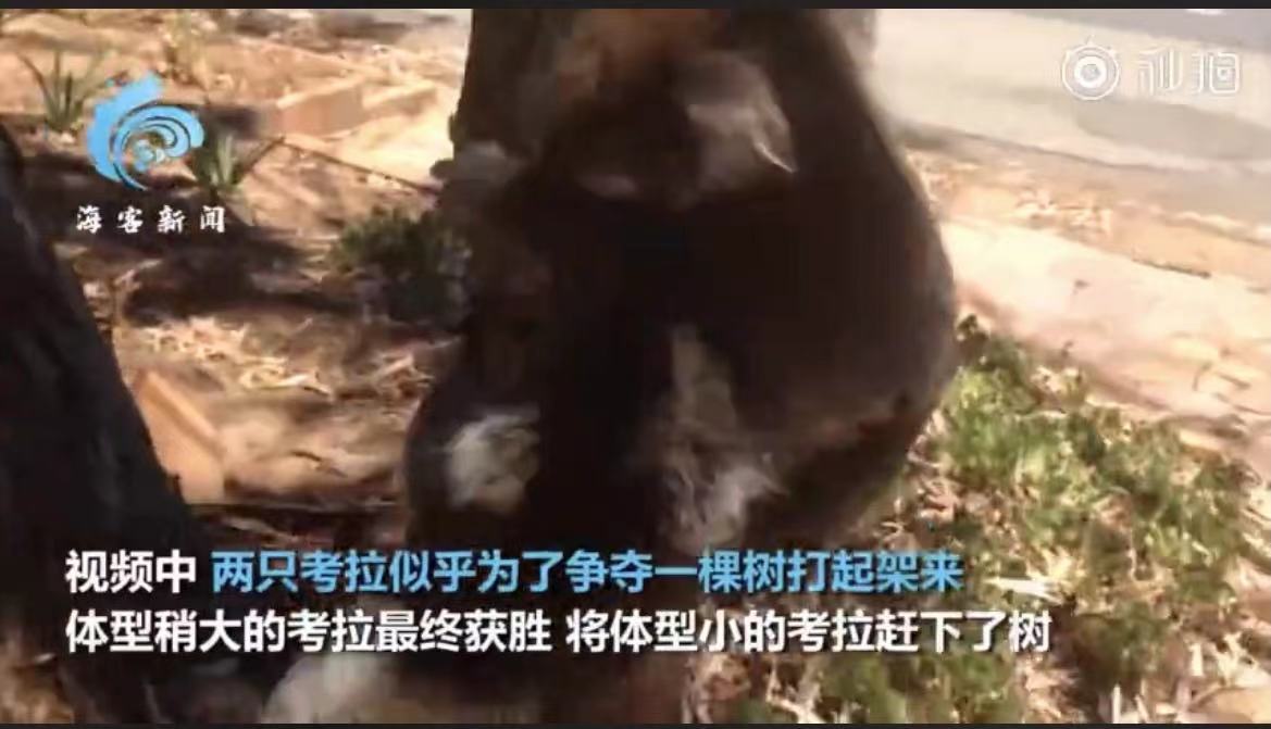 可怜又无助!考拉打架打输哭到声音沙哑