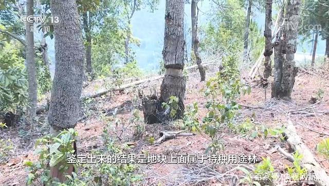 西双版纳现大规模毁林种茶 为何出现集中违法毁林现象？