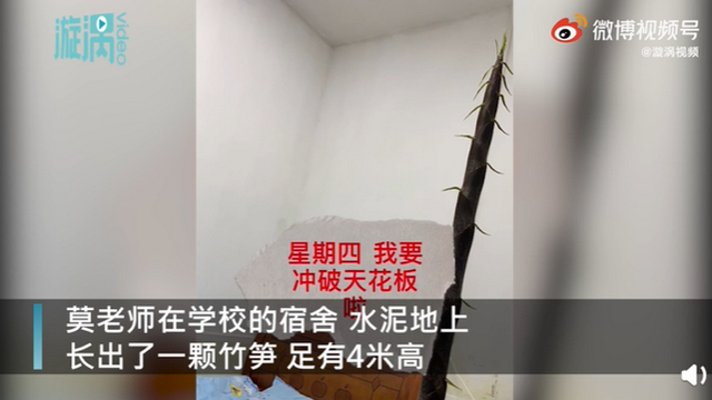 夺笋啊!都“笋到家”了!宿舍水泥地裂缝竟长出4米高竹笋