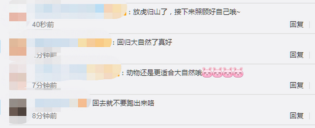 进村东北虎<a href=http://www.succedu.com target=_blank class=infotextkey>成功</a>放归自然 网友:抓你很累,别再跑村里了