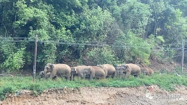 云南“堵象人”4天吃住在车上 为保护人民群众生命安全努力着
