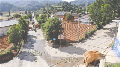 三群大象离开保护区吃农作物：人类居住的地方 象往何方？