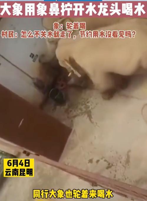 太聪明了！云南象群进村民家拧开水龙头喝水 网友：太聪明了