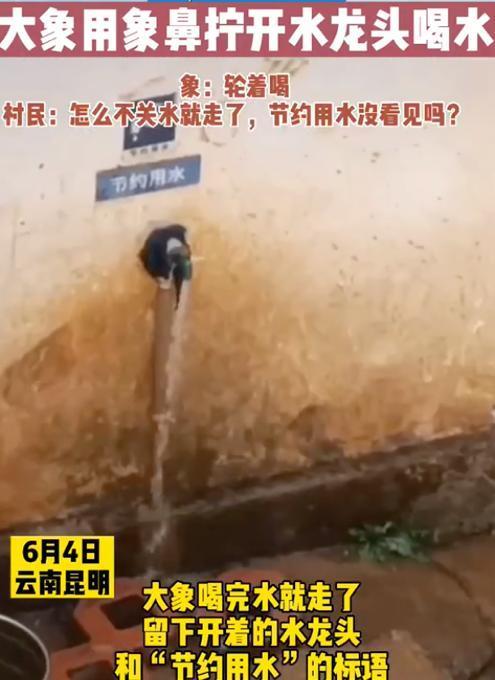 太聪明了！云南象群进村民家拧开水龙头喝水 网友：太聪明了