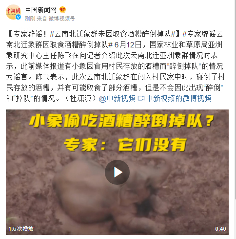 专家辟谣！云南北迁象群小象未因取食酒糟醉倒掉队