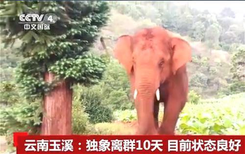 叛逆期！专家说独象目前归队意图不明显