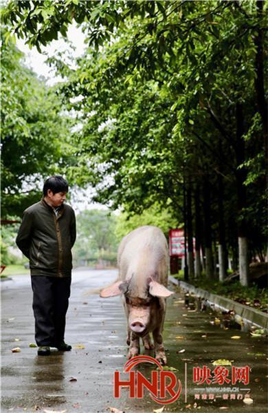猪坚强原主人发声：能活到这个岁数，也是个心理安慰