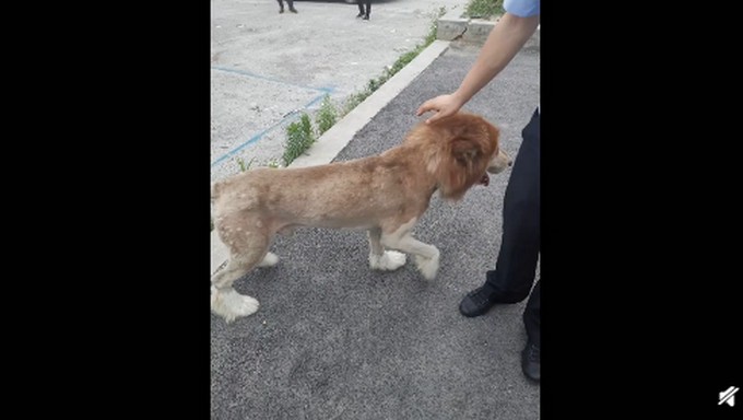 狗子好“委屈”!市民将剃过毛的狗误认成狮子报警详情始末