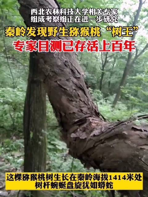 秦岭发现百岁野生猕猴桃树王 树杆蜿蜒盘旋犹如蟒蛇