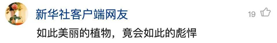 重庆发现吃虫植物，网友：家里能养吗？