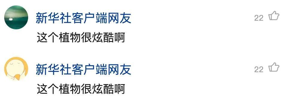 重庆发现吃虫植物，网友：家里能养吗？