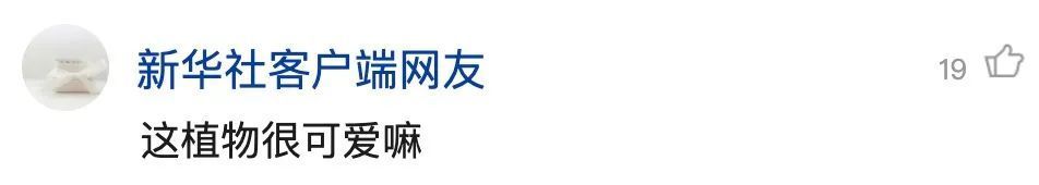 重庆发现吃虫植物，网友：家里能养吗？