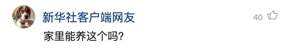 重庆发现吃虫植物，网友：家里能养吗？