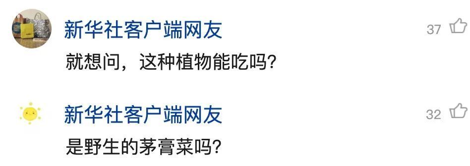 重庆发现吃虫植物，网友：家里能养吗？