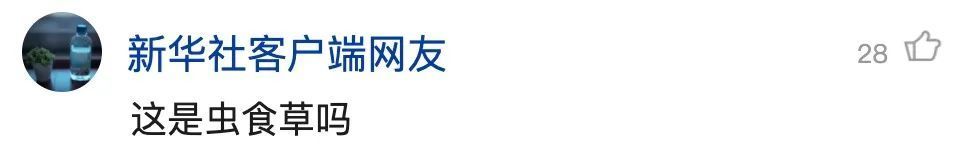 重庆发现吃虫植物，网友：家里能养吗？