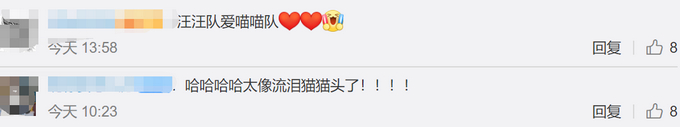 好朋友互相帮助!小猫被卡排水管狗狗着急狂吠 最终<a href=http://www.succedu.com target=_blank class=infotextkey>成功</a>解救