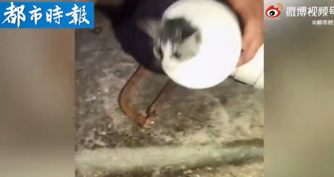 好朋友互相帮助!小猫被卡排水管狗狗着急狂吠 最终<a href=http://www.succedu.com target=_blank class=infotextkey>成功</a>解救