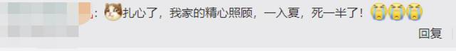好家伙!离家六年阳台竟长出两棵大树,网友:扎心了