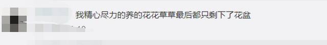 好家伙!离家六年阳台竟长出两棵大树,网友:扎心了