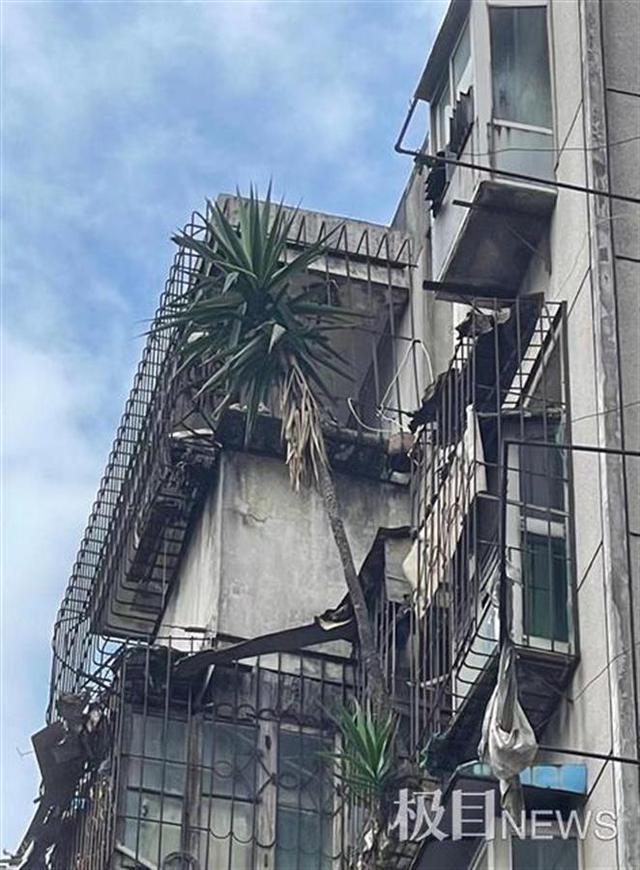 好家伙!离家六年阳台竟长出两棵大树,网友:扎心了